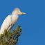 thumbs/IMG_5943.jpg